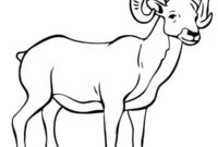 Ausmalbild bergschaf