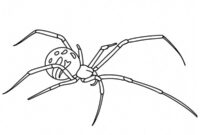 Ausmalbild braune witwe