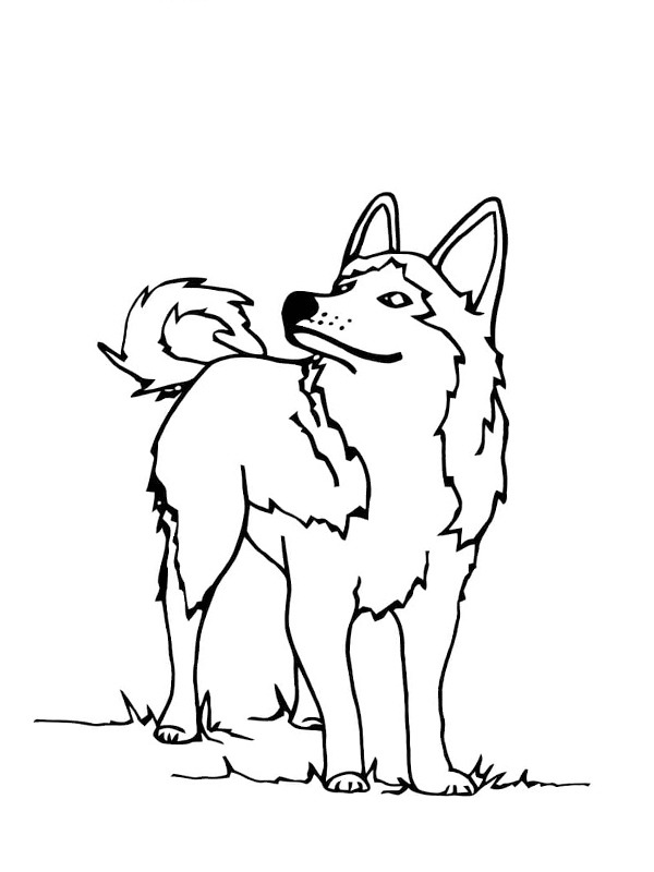 Ausmalbild husky hund