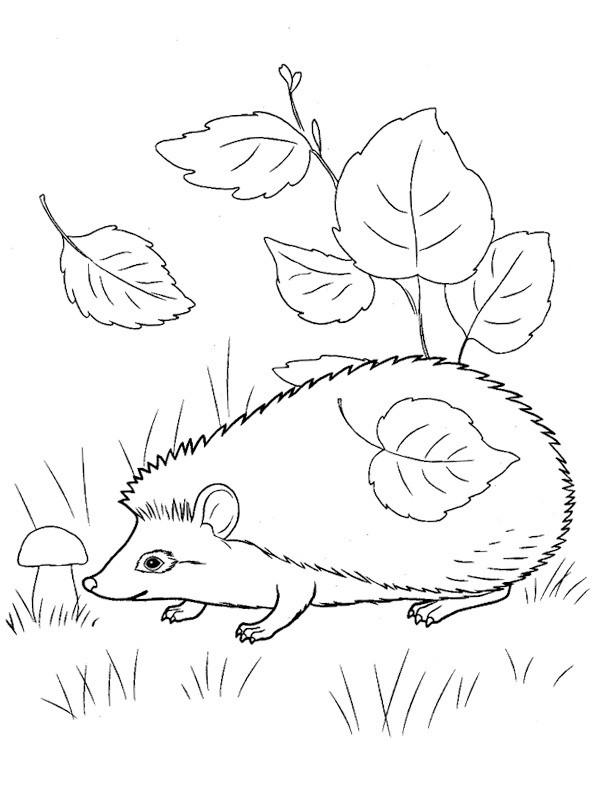 Ausmalbild igel zwischen den blaettern