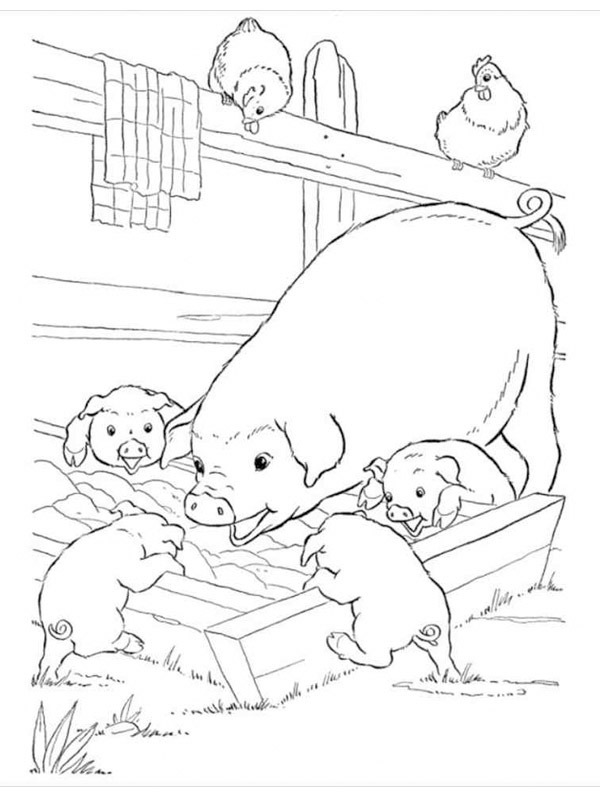 Ausmalbild schweine