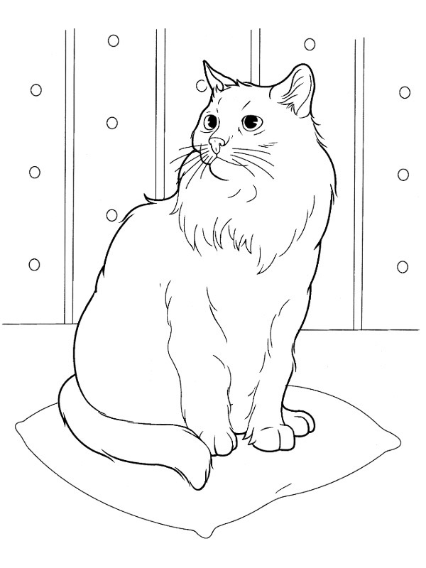 Ausmalbild sibirische katze