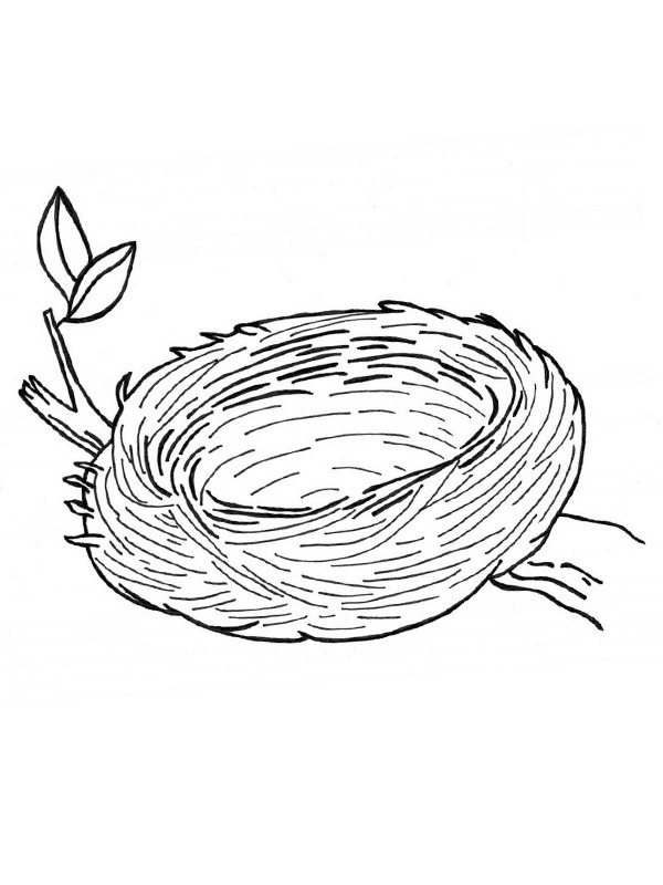 Ausmalbild vogelnest